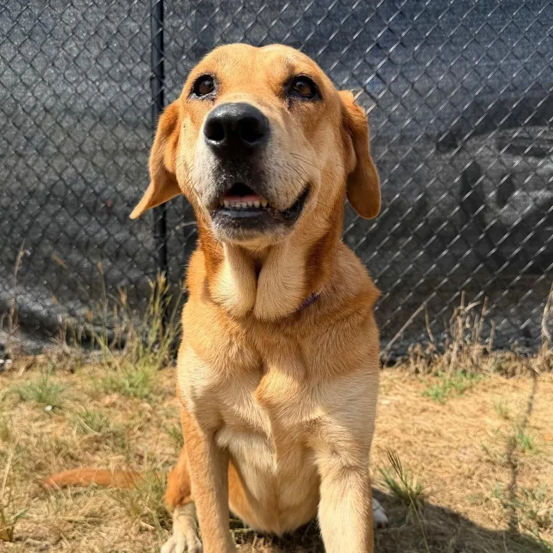 A senior large-sized female Golden Labrador Retriever dog named Buda for adoption in Buchanan Dam, TX