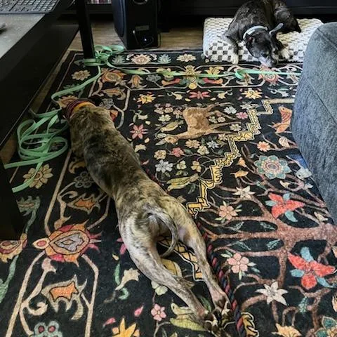 An adult small-sized female Brindle Whippet dog named Nova for adoption in Covington, GA