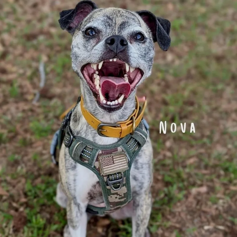 Nova thumbnail 2