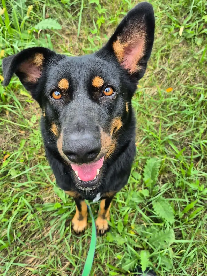A young large-sized female Black and Tan Coonhound dog named Bertie for adoption in Oregon, WI