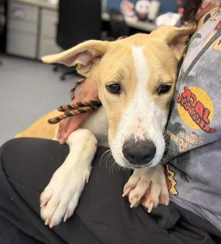 A young medium-sized male White / Cream Labrador Retriever dog named Pancake for adoption in Sedalia, CO