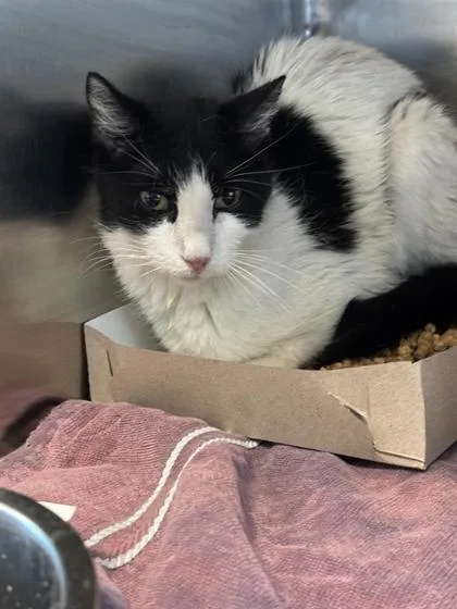 An adult medium-sized female White Domestic Short Hair cat named 61453971 for adoption in El Paso, TX
