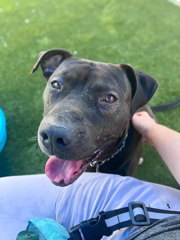 An adult large-sized male Black Mixed Breed dog named Aiden for adoption in Cincinnati, OH