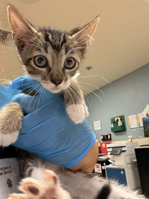A baby small-sized male Domestic Short Hair cat named Bobby for adoption in Riverside, CA
