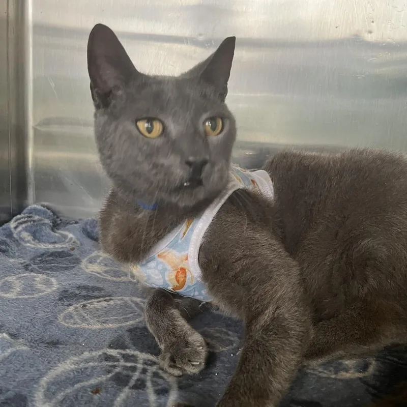 An adult large-sized male Gray / Blue / Silver Domestic Short Hair cat named Ranger for adoption in Lakeland, FL