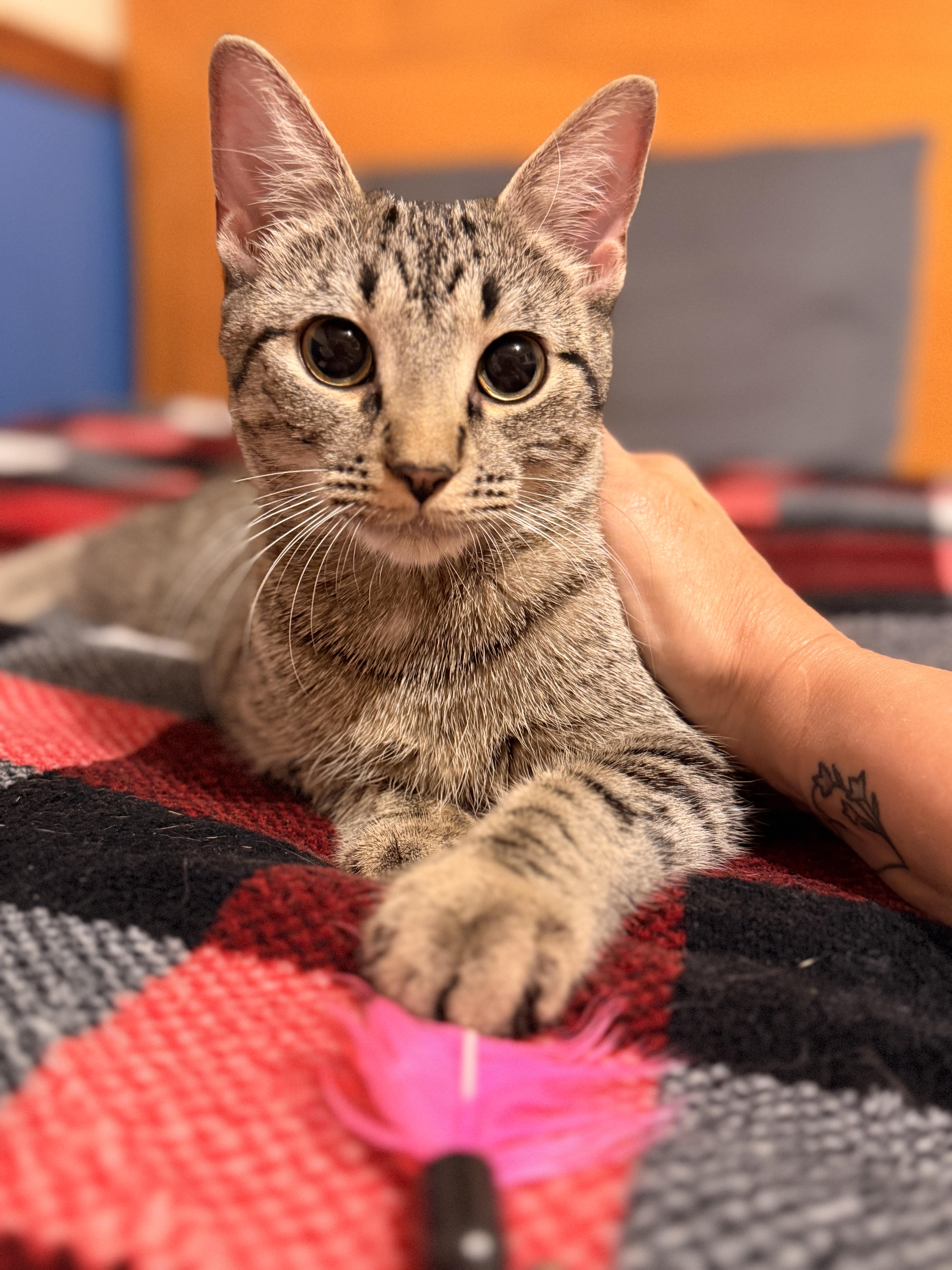 A baby medium-sized female Tabby (Brown / Chocolate) Domestic Short Hair cat named Saffron for adoption in Mokena, IL