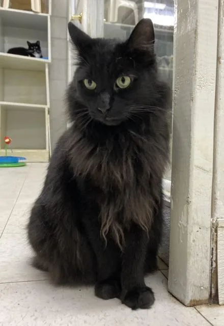 An adult large-sized male Domestic Short Hair cat named Banjo for adoption in Huntington, NY