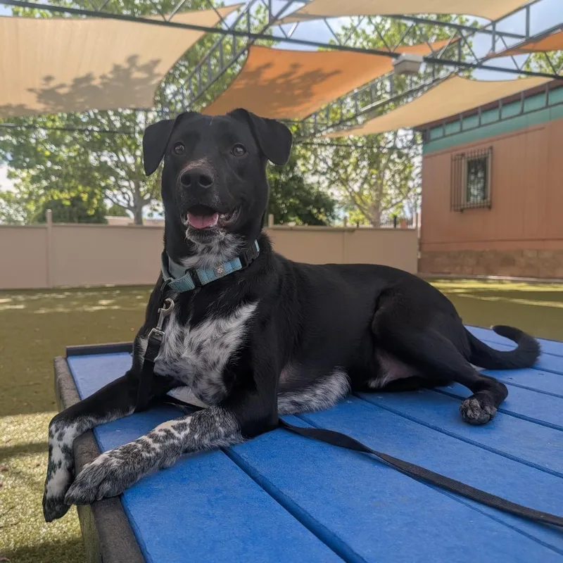 An adult large-sized male Black Cattle Dog dog named Khuno for adoption in Albuquerque, NM