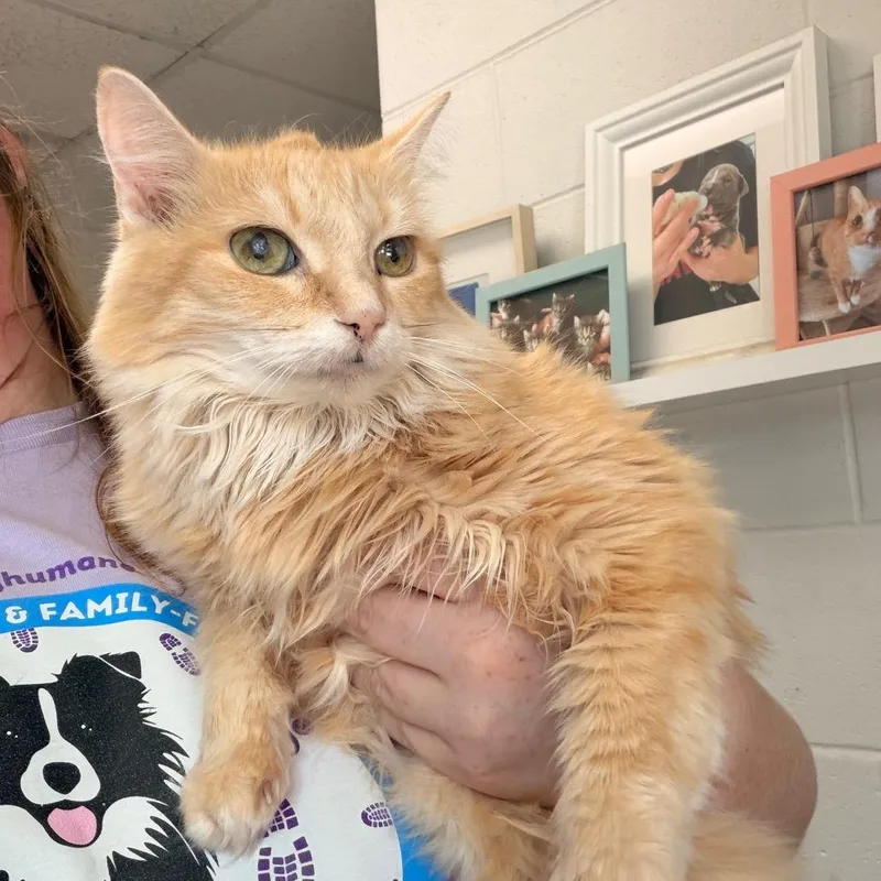 A senior medium-sized female Orange / Red Domestic Short Hair cat named Gertie for adoption in Indianapolis, IN