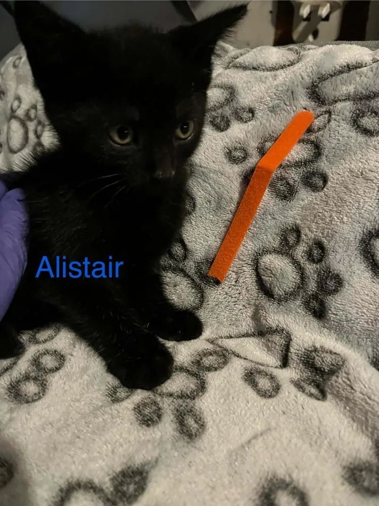 A baby small-sized male Black Domestic Short Hair cat named Alistair for adoption in Virginia Beach, VA