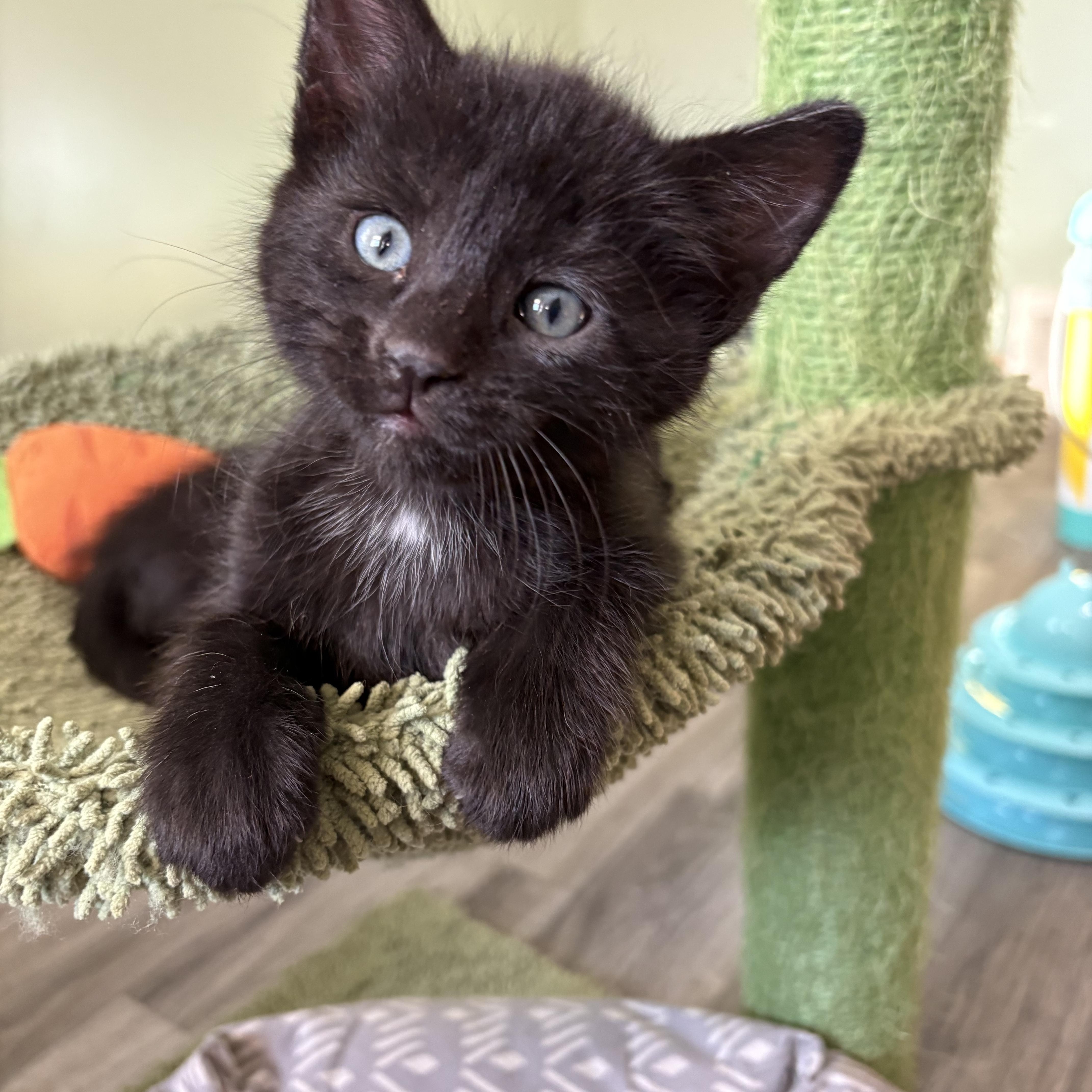 A baby medium-sized male Black Domestic Short Hair cat named Twister for adoption in Geneseo, IL