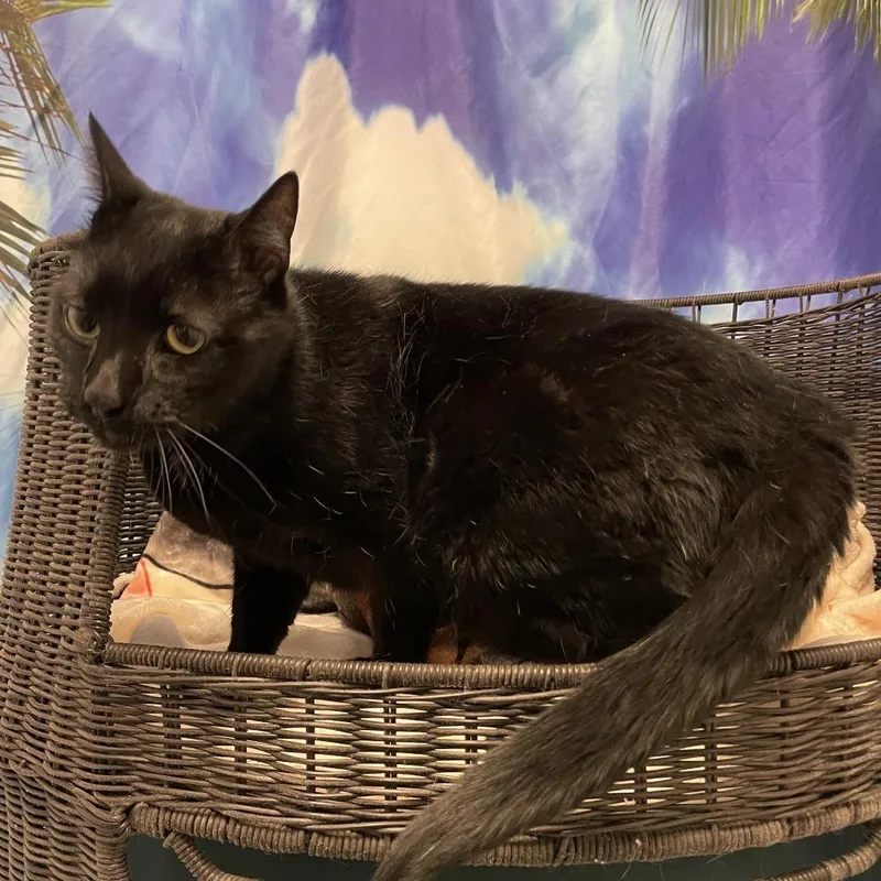 An adult large-sized male Black Domestic Short Hair cat named Jeremy for adoption in Henderson, NV