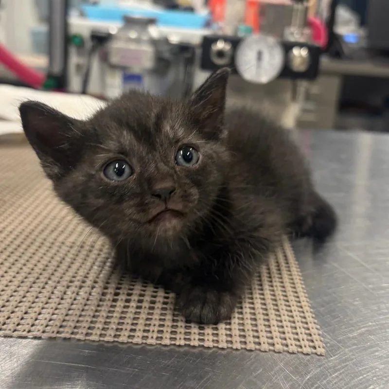 A baby small-sized female Black Domestic Short Hair cat named Maleficent for adoption in Milton, FL