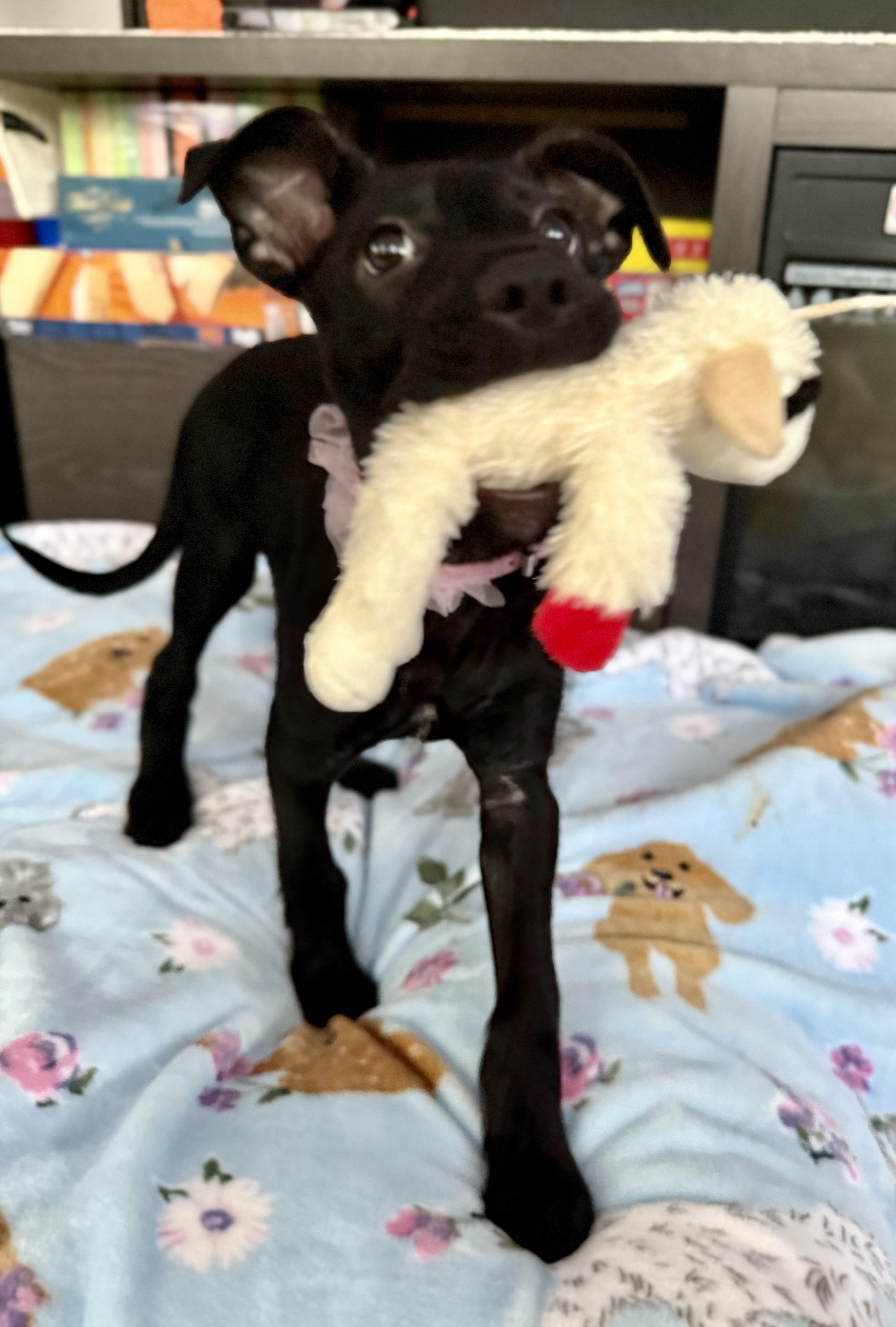 A baby medium-sized female Black Labrador Retriever dog named Daisy for adoption in Park Forest, IL