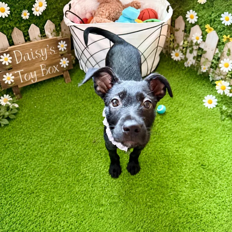Daisy thumbnail 5