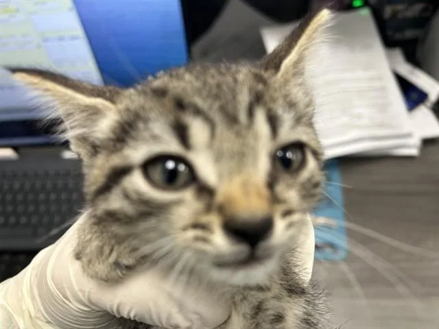 A baby small-sized female Domestic Short Hair cat named Celeste for adoption in Ocala, FL