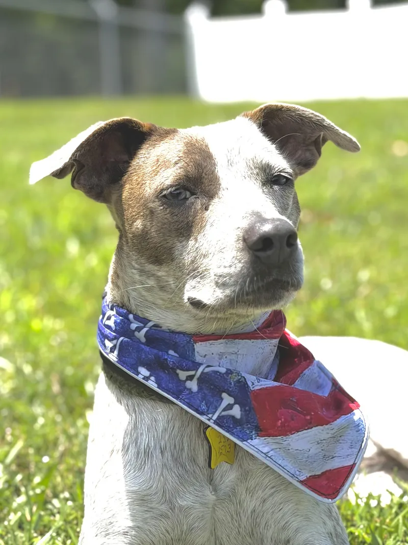 A young medium-sized female Cattle Dog dog named Katie for adoption in Maryville, TN