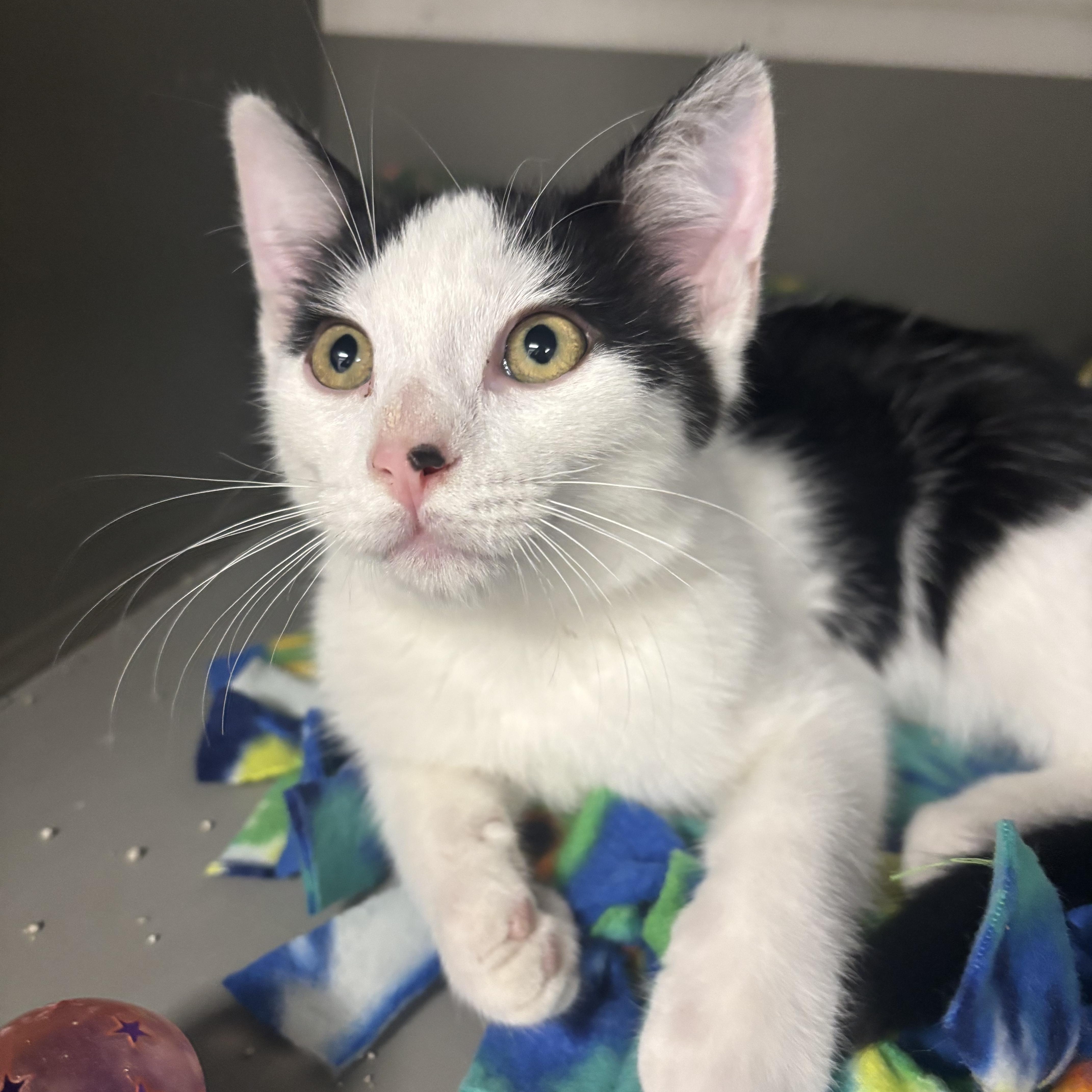 A baby medium-sized male Black & White / Tuxedo Domestic Short Hair cat named Lion for adoption in Renton, WA