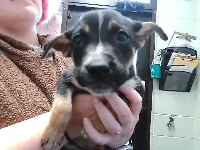 A baby small-sized female German Shepherd Dog dog named Yahtzee for adoption in Tulsa, OK