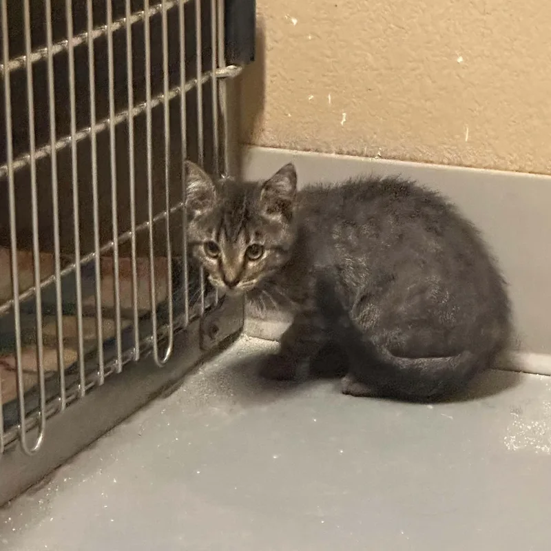 A baby small-sized female Domestic Short Hair cat named Bindi for adoption in Truth or Consequences , NM