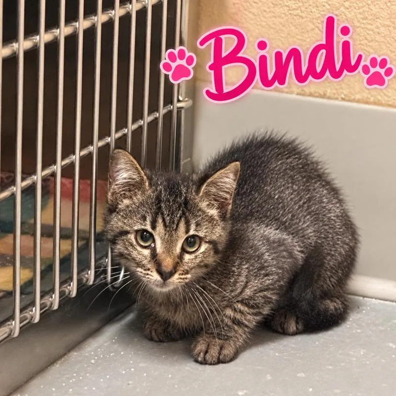 Bindi thumbnail 3