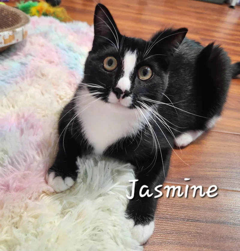 Jasmine thumbnail 2