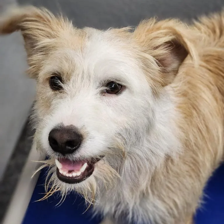 A young medium-sized male Terrier dog named Bingo for adoption in House Springs, MO