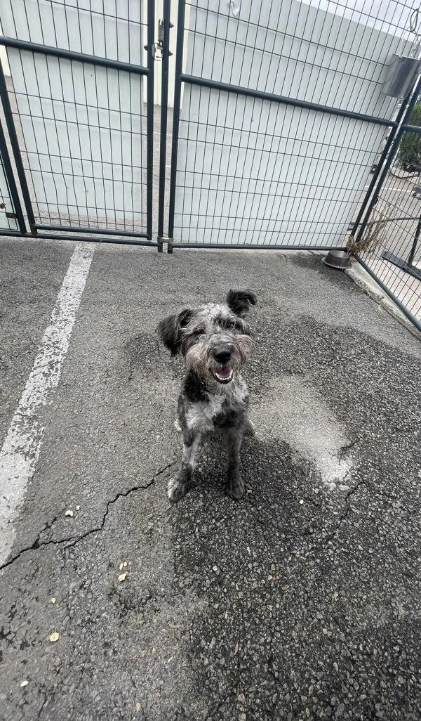 A young small-sized male Terrier dog named Ben Wylie for adoption in Oceanside, CA