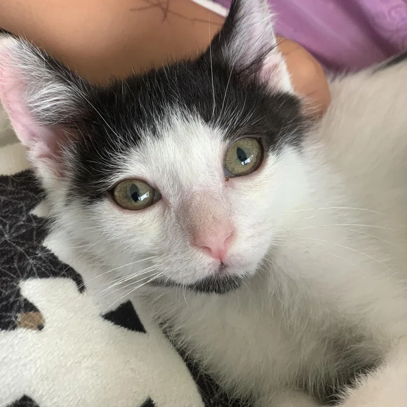 Oreo