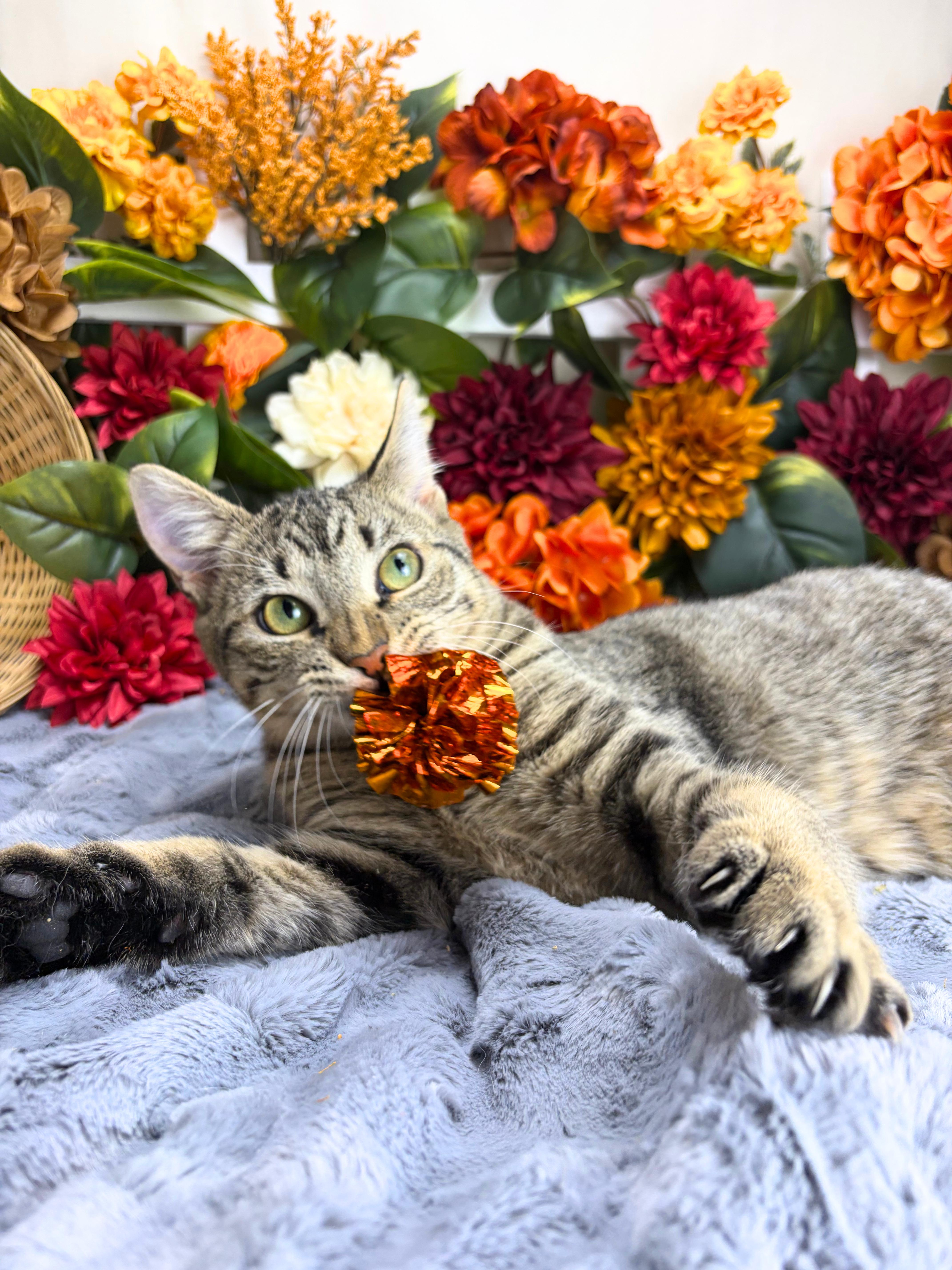A baby small-sized female Tabby (Brown / Chocolate) Domestic Short Hair cat named Martha for adoption in Ocean Springs, MS