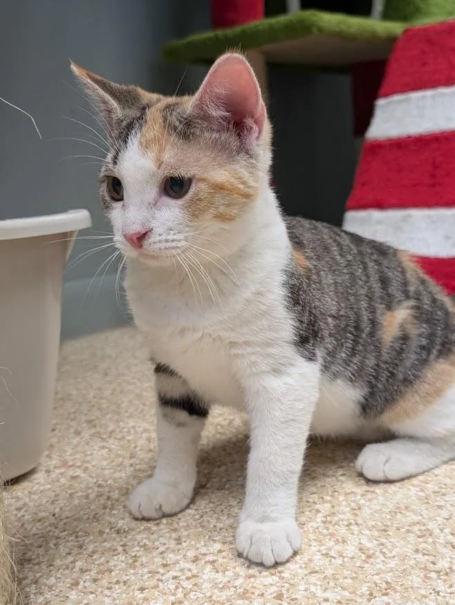 A young small-sized female Calico cat named Calypso for adoption in Waupun, WI