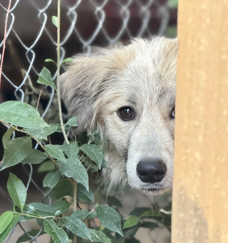 A young large-sized female Anatolian Shepherd dog named Violette Skye DFW for adoption in Quinlan, TX