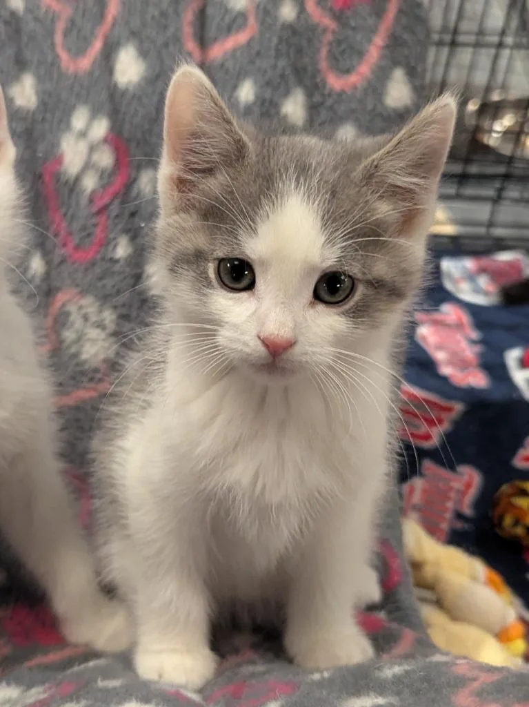 A baby medium-sized male Domestic Short Hair cat named Randall for adoption in St. Cloud, MN
