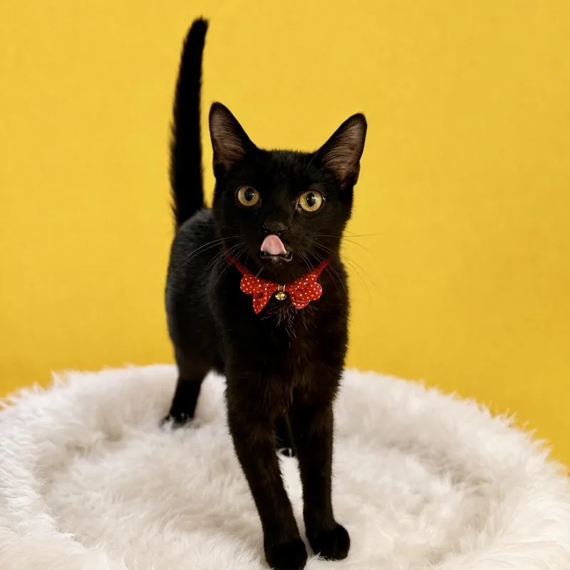 A young medium-sized male Black Domestic Short Hair cat named Horn for adoption in Binghamton, NY