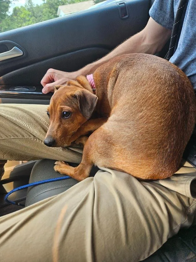 A baby small-sized female Hound dog named Yuki for adoption in Maryville, TN