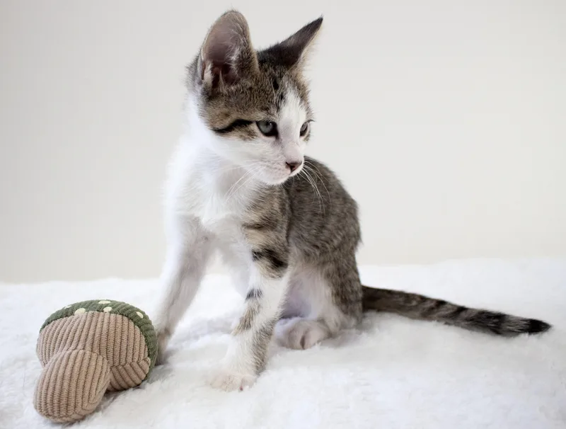 A baby small-sized male Tabby (Gray / Blue / Silver) Domestic Short Hair cat named Prince Edward for adoption in Burbank, CA