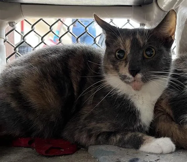 A young medium-sized female Domestic Short Hair cat named Habanero for adoption in San Antonio, TX