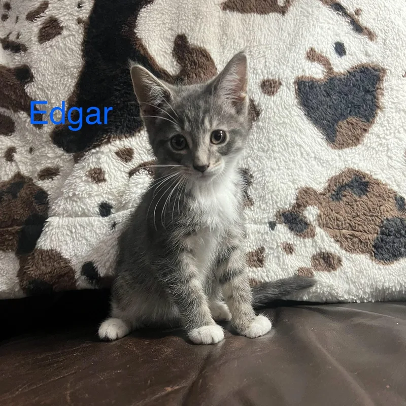 A baby small-sized male Tabby (Gray / Blue / Silver) Domestic Short Hair cat named Edgar for adoption in Davisburg, MI