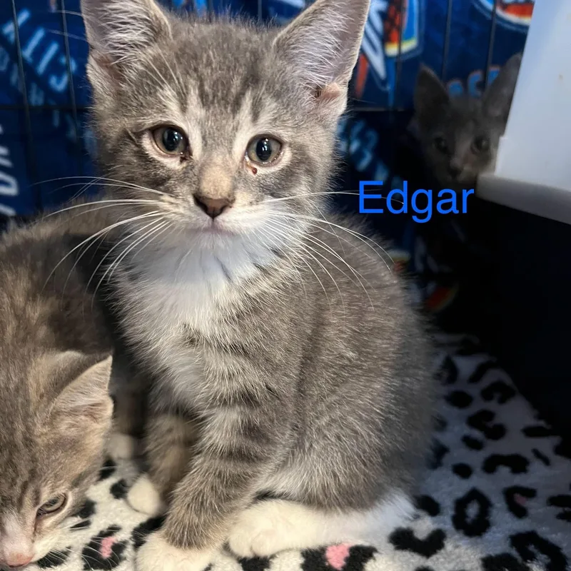 Edgar thumbnail 2