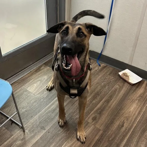 An adult large-sized male Shepherd dog named Ghost for adoption in San Diego, CA