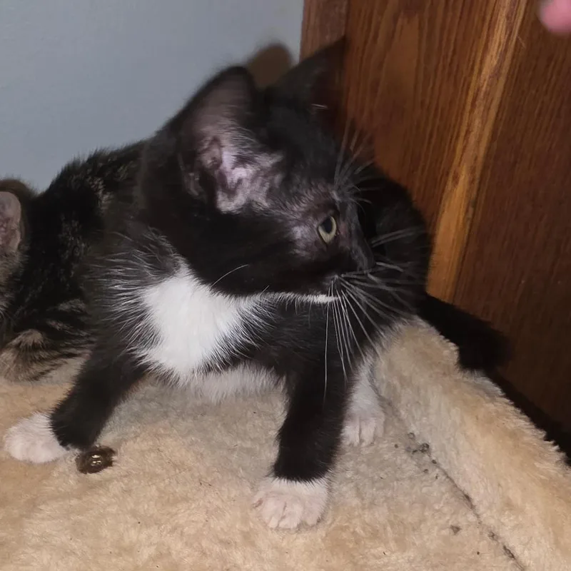 A baby small-sized female Domestic Short Hair cat named Martha for adoption in Bedford, NH