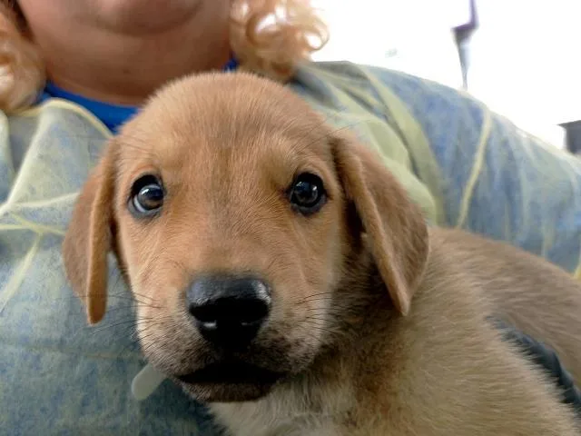 A baby medium-sized male Mixed Breed dog named Owen for adoption in Dallas, TX