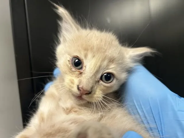 A baby small-sized male Domestic Short Hair cat named Portos for adoption in San Bernardino, CA
