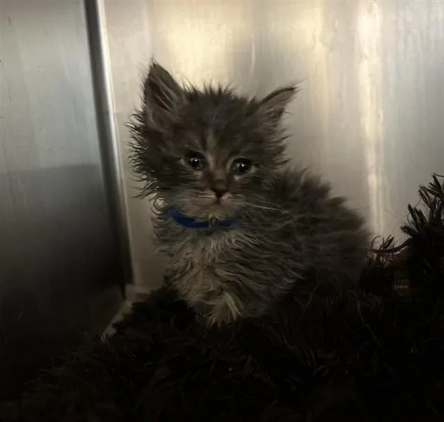 A baby small-sized female Domestic Short Hair cat named Ash for adoption in Riverside, CA