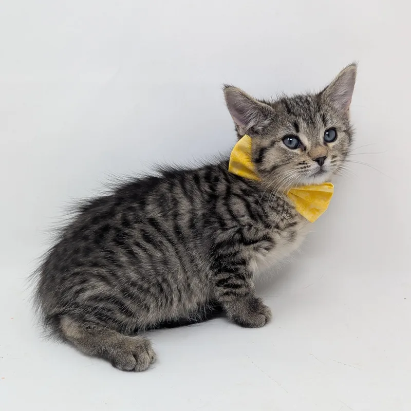 A baby medium-sized female Tabby (Brown / Chocolate) Domestic Short Hair cat named Enoki for adoption in Haddon Heights, NJ