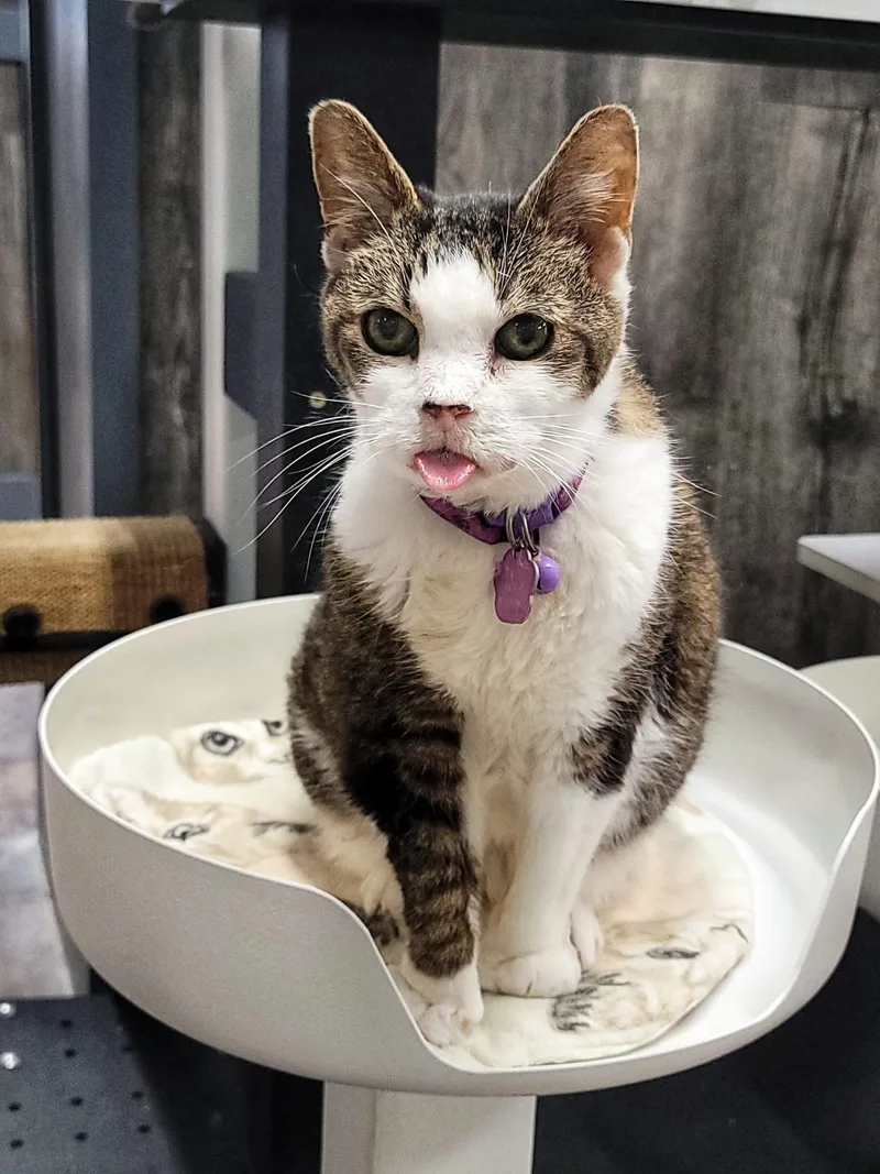 Kissy Suzuki  Purrmanent thumbnail 3