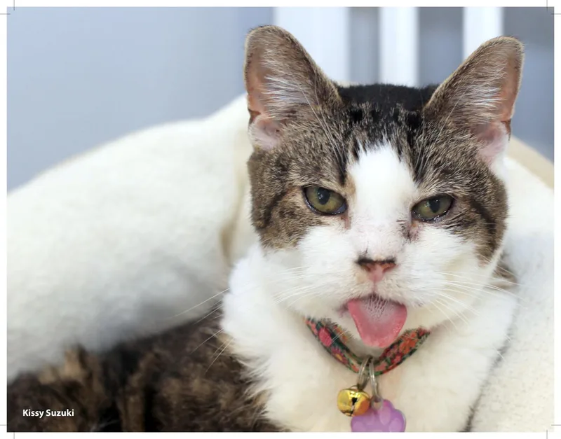 Kissy Suzuki  Purrmanent thumbnail 4