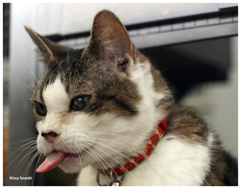 Kissy Suzuki  Purrmanent thumbnail 5