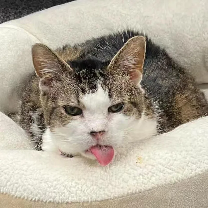 Kissy Suzuki  Purrmanent