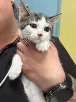 A young medium-sized male Tabby (Brown / Chocolate) Domestic Short Hair cat named Sifaka for adoption in Manitowoc, WI